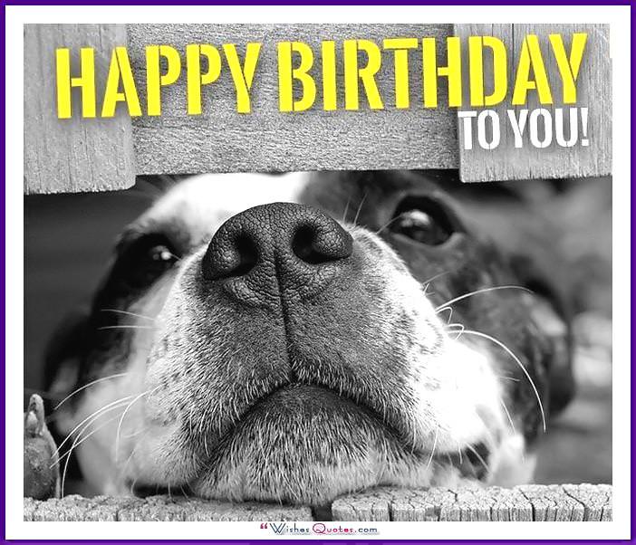 funny birthday messages for dogs