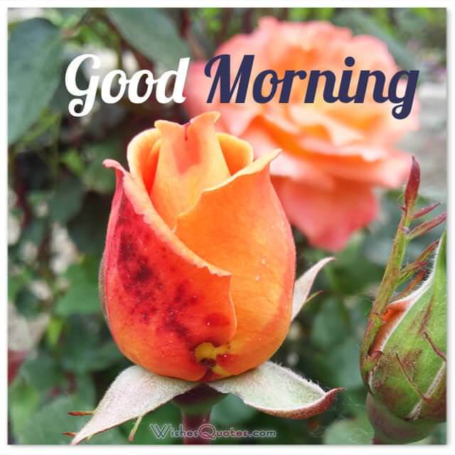 200 Sweet Good Morning Messages with Adorable Good Morning Images