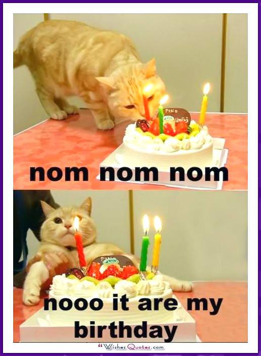 Birthday Meme with a Cat: My cat ate my cake