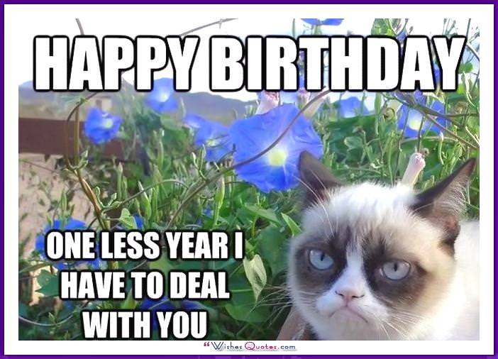 Birthday Meme with a Cat: Happy Birthday! One less year I have to deal with you!
