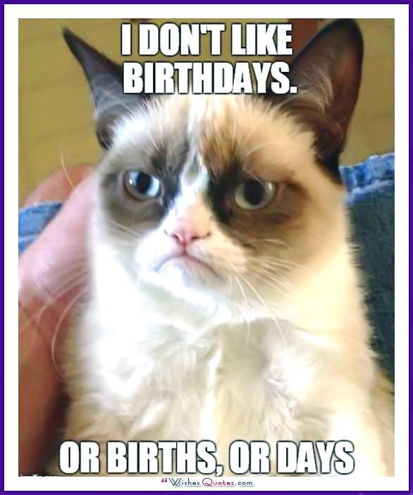 Birthday Meme with a Cat: