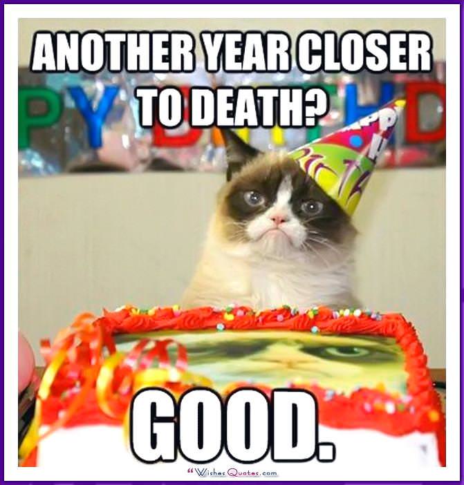 Birthday Meme with a Cat: One year closer to death! Good!