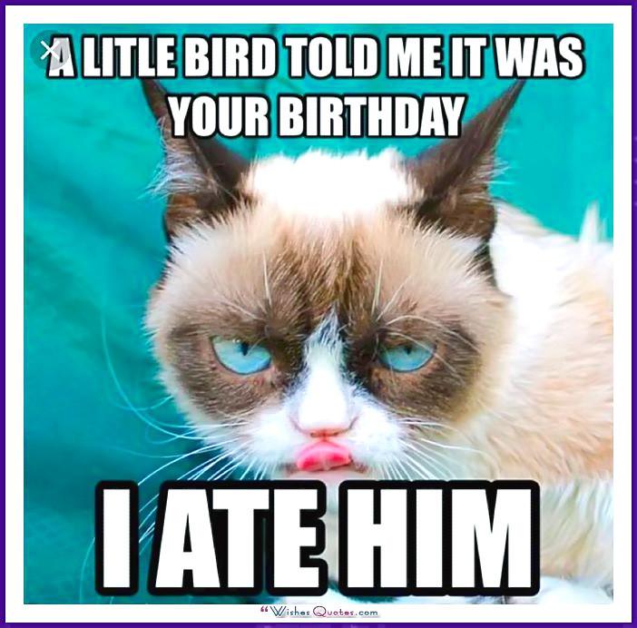 Featured image of post Happy Birthday Images Funny Cat / Thank you, hello, or i love you, custom greeting cards are thoughtful gifts that are always.