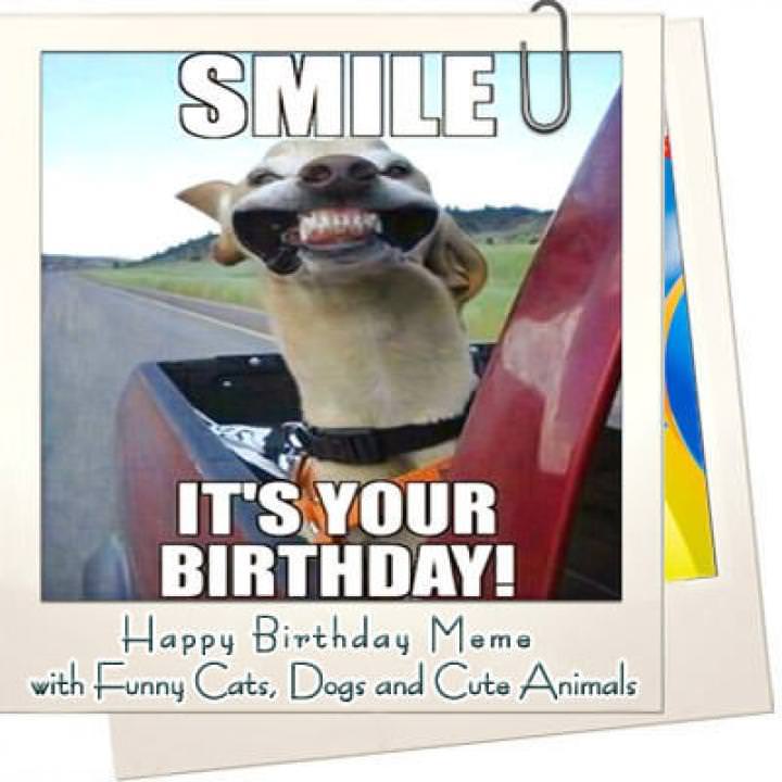 Happy Birthday Memes With Funny Cats Dogs And Animals