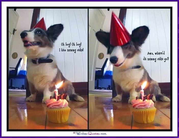 Funny Dog Birthday Meme: Oh boy! Oh boy a birthday cake!