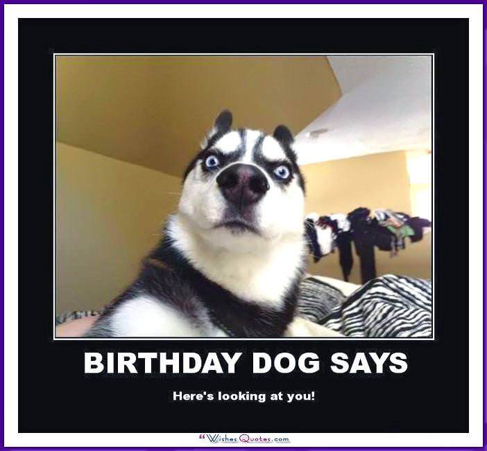 Happy Birthday Memes With Funny Cats, Dogs And Animals