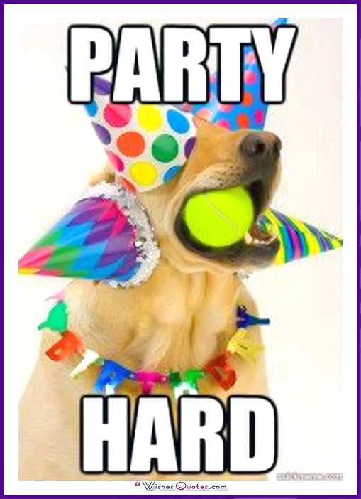 Happy Birthday Memes with Funny Cats, Dogs and Cute Animals