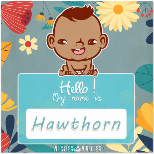 Hello! My Name is Hawthorn.