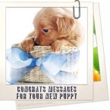 Congrats Messages For Your New Puppy