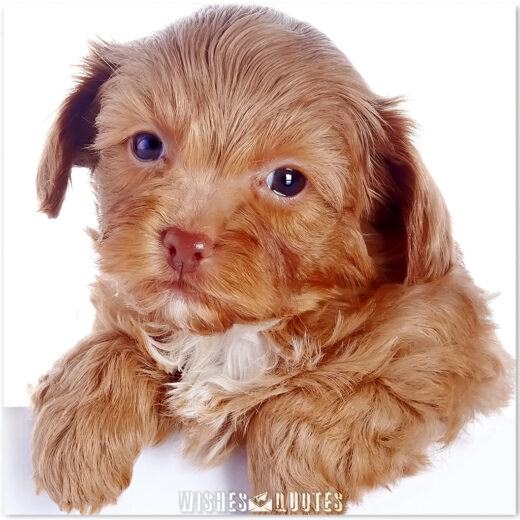 New Puppy Congrats Messages For Your New Pup